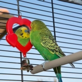 Fuglebur test: De 6 beste fugleburene (desember 2025)