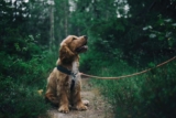 Hundefotografering: 10 tips til bedre bilder