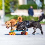 Hundesele test: De 12 beste hundeselene (desember 2025)